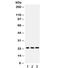 BCL2 Associated Athanogene 2 antibody, R31849, NSJ Bioreagents, Western Blot image 
