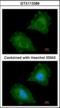 Mitochondrial Transcription Termination Factor 3 antibody, orb374242, Biorbyt, Immunofluorescence image 