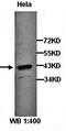 PTPA antibody, orb77234, Biorbyt, Western Blot image 