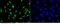 Programmed Cell Death 4 antibody, 101117-T02, Sino Biological, Immunohistochemistry frozen image 