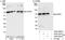 63 kDa membrane protein antibody, A302-257A, Bethyl Labs, Immunoprecipitation image 