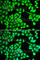 Interleukin 21 antibody, A7235, ABclonal Technology, Immunohistochemistry paraffin image 