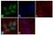 Cyclin E antibody, 32-1600, Invitrogen Antibodies, Immunofluorescence image 