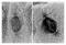 Mouse IgG antibody, N-24915, Invitrogen Antibodies, Immunofluorescence image 