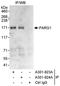 Rho GTPase Activating Protein 29 antibody, A301-923A, Bethyl Labs, Immunoprecipitation image 