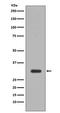 Pim-1 Proto-Oncogene, Serine/Threonine Kinase antibody, M01184, Boster Biological Technology, Western Blot image 