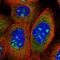 Protein LOC644249 antibody, HPA046346, Atlas Antibodies, Immunocytochemistry image 