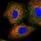 PEMT antibody, NBP1-87297, Novus Biologicals, Immunocytochemistry image 