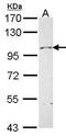 CD304 antibody, PA5-27714, Invitrogen Antibodies, Western Blot image 