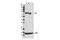 SRY-Box 9 antibody, 82630T, Cell Signaling Technology, Western Blot image 