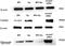 Laminin antibody, NB300-144, Novus Biologicals, Western Blot image 