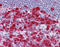 Deoxyuridine 5 -triphosphate nucleotidohydrolase, mitochondrial antibody, 51-452, ProSci, Immunohistochemistry frozen image 