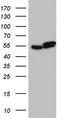 RAD23 Homolog B, Nucleotide Excision Repair Protein antibody, TA804863S, Origene, Western Blot image 