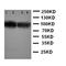 Aquaporin-9 antibody, orb137897, Biorbyt, Western Blot image 