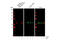 Erk1 antibody, 4370S, Cell Signaling Technology, Western Blot image 