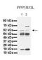 Protein Phosphatase 1 Regulatory Subunit 13 Like antibody, orb329694, Biorbyt, Western Blot image 