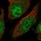 Lengsin antibody, PA5-65252, Invitrogen Antibodies, Immunofluorescence image 