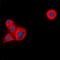 Centrosomal Protein 104 antibody, orb78236, Biorbyt, Immunofluorescence image 