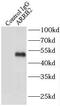 Arrestin Beta 2 antibody, FNab00876, FineTest, Immunoprecipitation image 