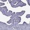 POM121 Transmembrane Nucleoporin Like 12 antibody, HPA027836, Atlas Antibodies, Immunohistochemistry paraffin image 