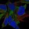 FAT Atypical Cadherin 4 antibody, HPA052819, Atlas Antibodies, Immunocytochemistry image 