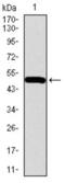 Bone Morphogenetic Protein Receptor Type 1A antibody, abx015776, Abbexa, Western Blot image 