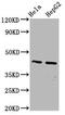 Pannexin 3 antibody, LS-C680999, Lifespan Biosciences, Western Blot image 