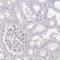Protein maestro antibody, NBP2-13608, Novus Biologicals, Immunohistochemistry frozen image 