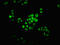 Histone Cluster 1 H1 Family Member E antibody, LS-C676866, Lifespan Biosciences, Immunofluorescence image 