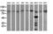 Phosphoinositide-3-Kinase Regulatory Subunit 5 antibody, LS-C787874, Lifespan Biosciences, Western Blot image 