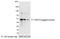 VSV-G epitope tag antibody, A190-130B, Bethyl Labs, Western Blot image 