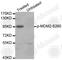 MDM2 Proto-Oncogene antibody, AP0074, ABclonal Technology, Western Blot image 