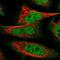 Transmembrane Protein 30B antibody, NBP1-85718, Novus Biologicals, Immunofluorescence image 