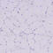 Solute Carrier Family 8 Member B1 antibody, HPA040668, Atlas Antibodies, Immunohistochemistry paraffin image 