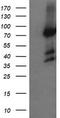 Host cell factor 2 antibody, TA505235BM, Origene, Western Blot image 