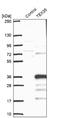 Testis Expressed 35 antibody, NBP1-90530, Novus Biologicals, Western Blot image 