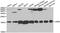 U6 snRNA-associated Sm-like protein LSm4 antibody, TA332973, Origene, Western Blot image 