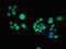 ACOT6 antibody, orb30105, Biorbyt, Immunofluorescence image 