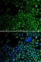 Histone Deacetylase 2 antibody, orb135636, Biorbyt, Immunofluorescence image 
