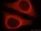 Serpin B13 antibody, 18045-1-AP, Proteintech Group, Immunofluorescence image 