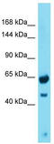 Protein GREB1 antibody, TA337332, Origene, Western Blot image 