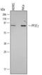 Protein Phosphatase, Mg2+/Mn2+ Dependent 1G antibody, MAB5595, R&D Systems, Western Blot image 