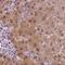 Triokinase And FMN Cyclase antibody, NBP2-48894, Novus Biologicals, Immunohistochemistry paraffin image 