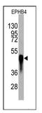Htk antibody, AM11066PU-N, Origene, Western Blot image 
