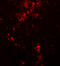 Bifunctional Apoptosis Regulator antibody, A10479-1, Boster Biological Technology, Immunofluorescence image 