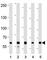 Forkhead Box P1 antibody, F51952-0.4ML, NSJ Bioreagents, Immunohistochemistry paraffin image 