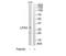 Lymphocyte function-associated antigen 3 antibody, TA313581, Origene, Western Blot image 