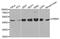 Cyclic AMP-responsive element-binding protein 1 antibody, TA326983, Origene, Western Blot image 