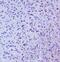 Insulin Like Growth Factor 2 Receptor antibody, A00951-1, Boster Biological Technology, Immunohistochemistry frozen image 