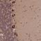 Phospholipase C-gamma-1 antibody, HPA036682, Atlas Antibodies, Immunohistochemistry frozen image 